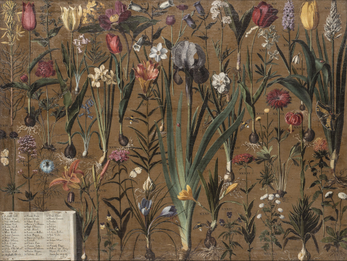 Girolamo Pini, Étude de botanique, XVIIe siècle, Paris © MAD, Paris / Jean Tholance