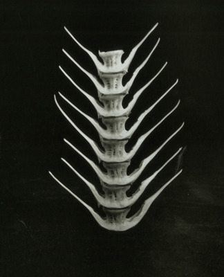 Arête de poisson, 1933, Charlotte Perriand