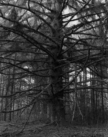 "Sitka Spruce, Cape Blanco State Park, Curry County, Oregon," 1999-2003 © Robert Adams