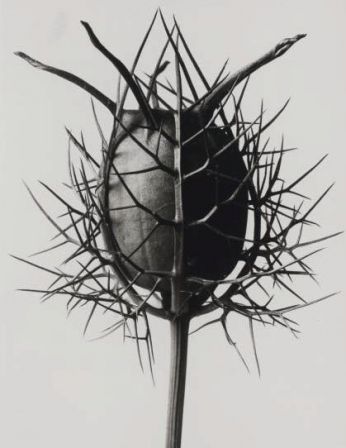 Karl Blossfeldt Urformen der Kunst, 1928 (détails)