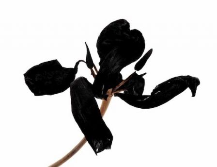 Tulipe noire 1981 © Denis Brihat